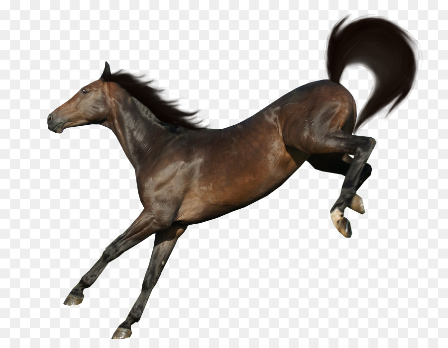 Cavalo Branco，Animal PNG