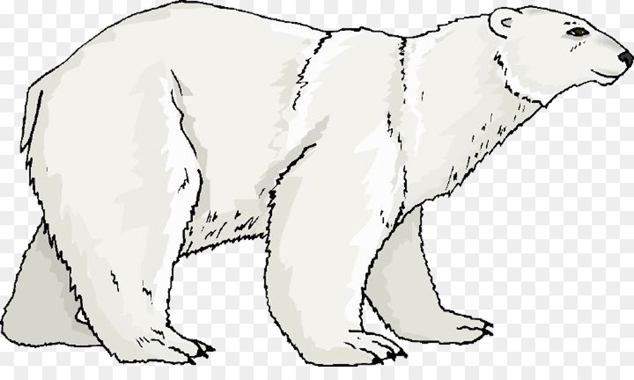 Urso Polar，Urso PNG