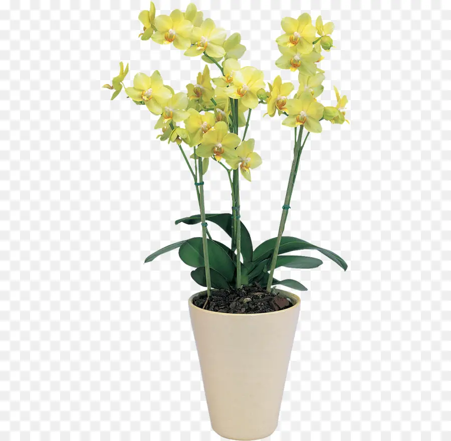 Orquídea Amarela，Plantar PNG