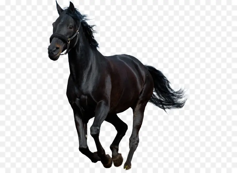 Cavalo Preto，Correndo PNG