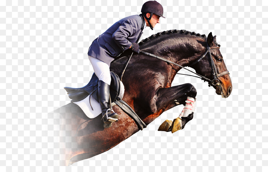 Horse Equestrian Show pulando, cavalo, mamífero, animais png