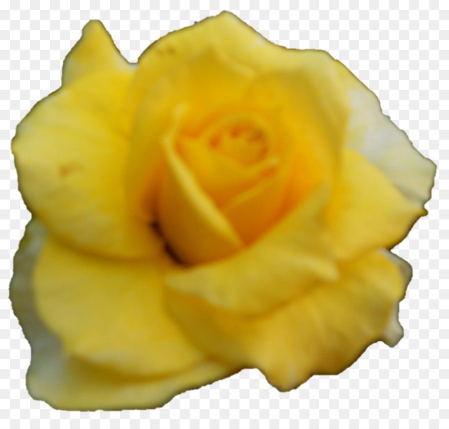 Rosa Branca，Florescer PNG