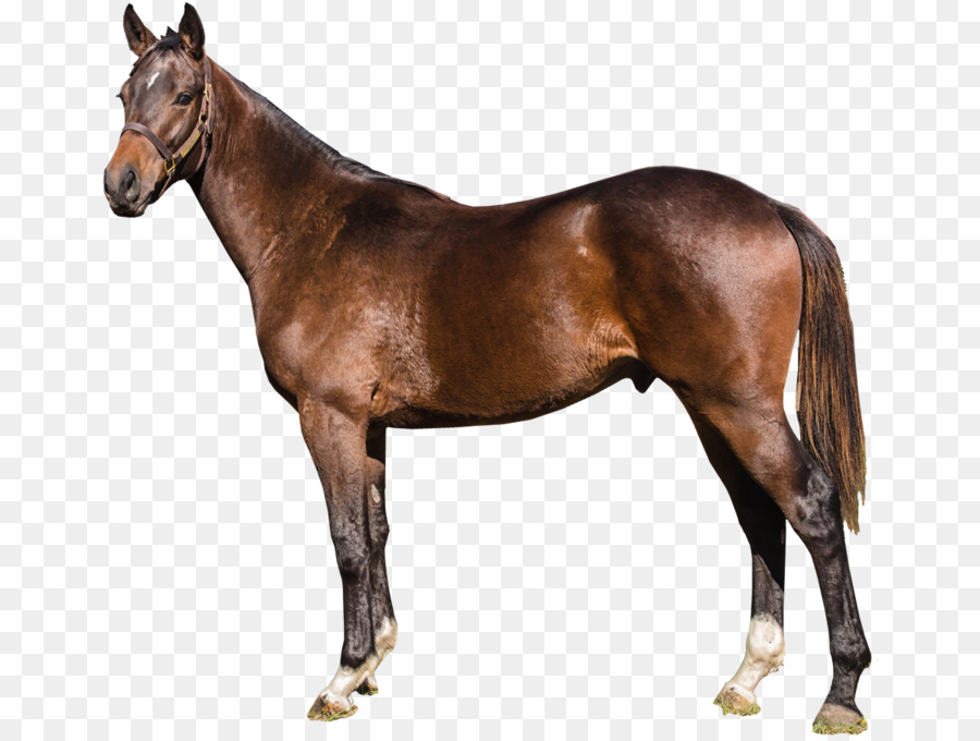 Cavalo Andaluz，Mare PNG