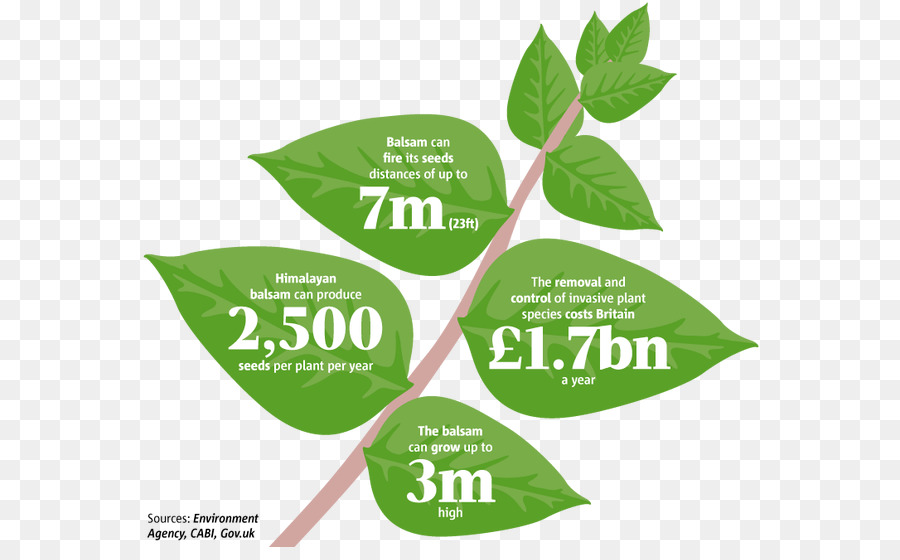 Planta De Bálsamo，Himalaia PNG