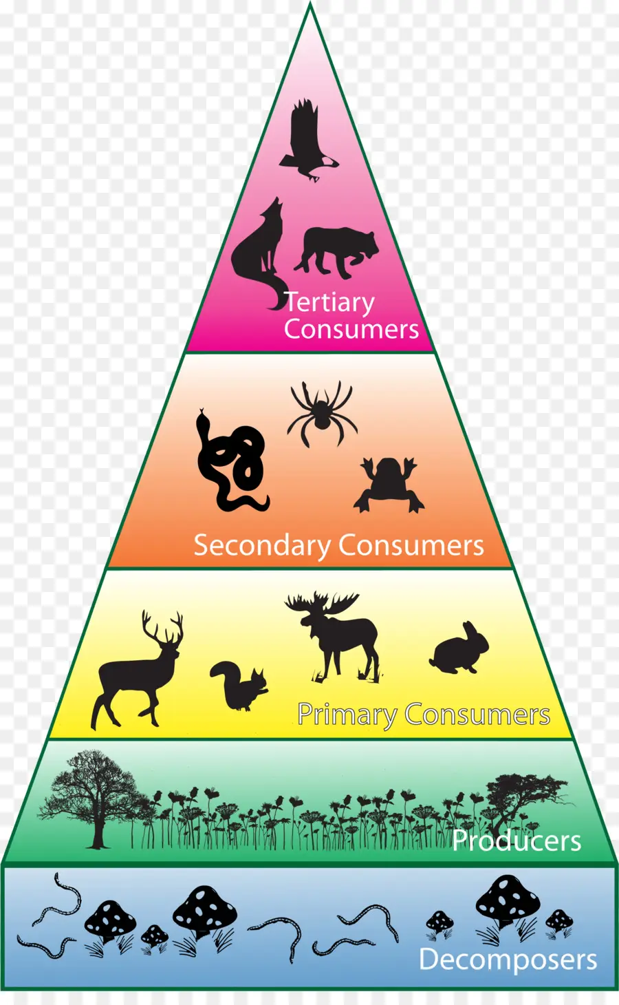 Biodiversidade，Consumidor PNG