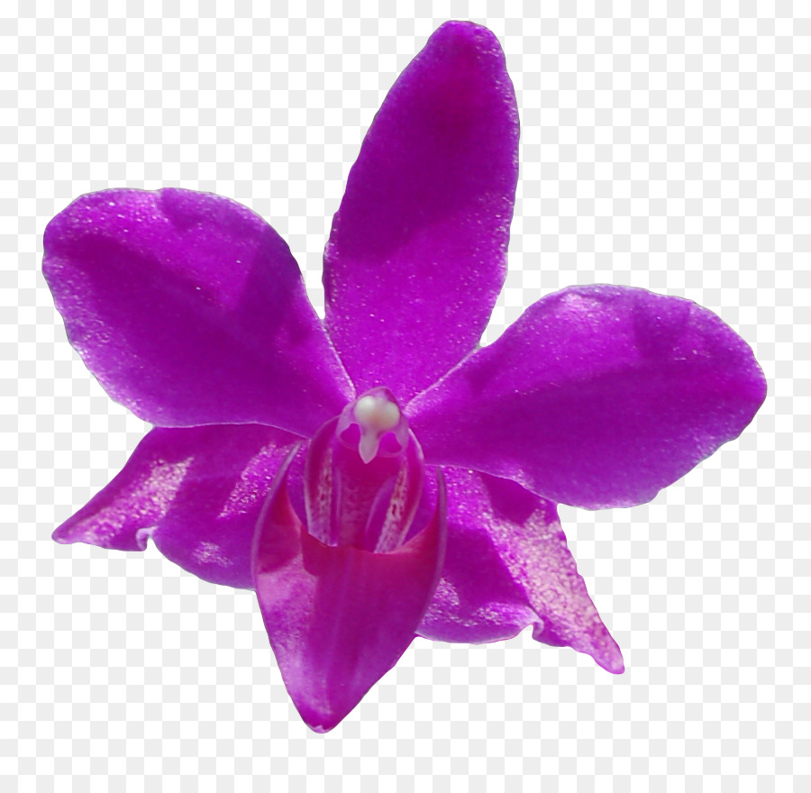 Traça Orquídeas，Orquídeas Cattleya PNG