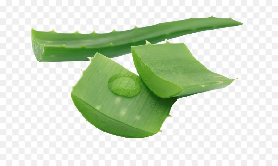 Aloe Vera，Suculento PNG