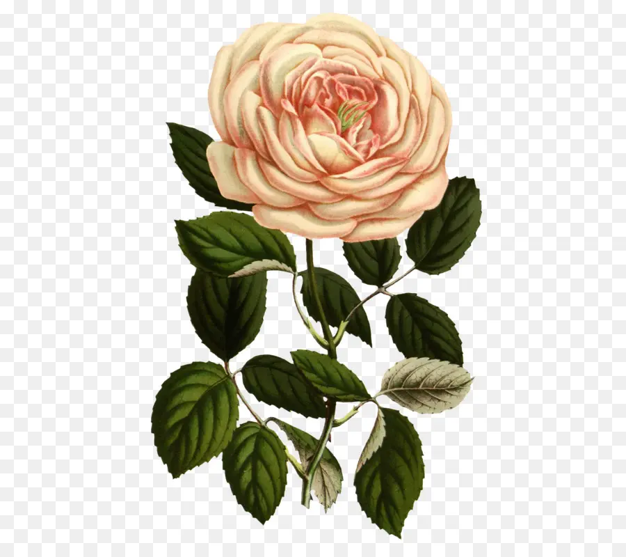 Rosa，Botânico Ilustração PNG