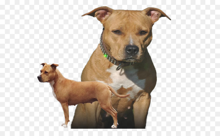 American Staffordshire Terrier，Raça Do Cão PNG