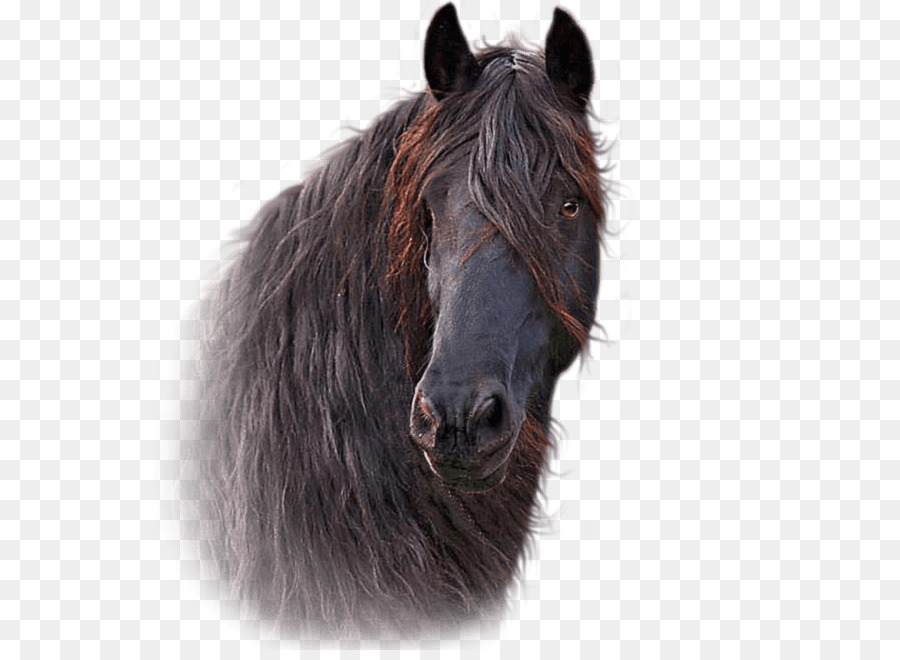 Cavalo Marrom，Potro PNG