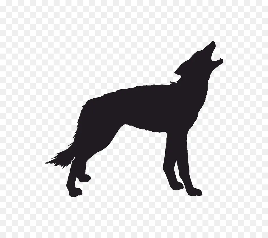 Lobo Cinzento，Coyote PNG