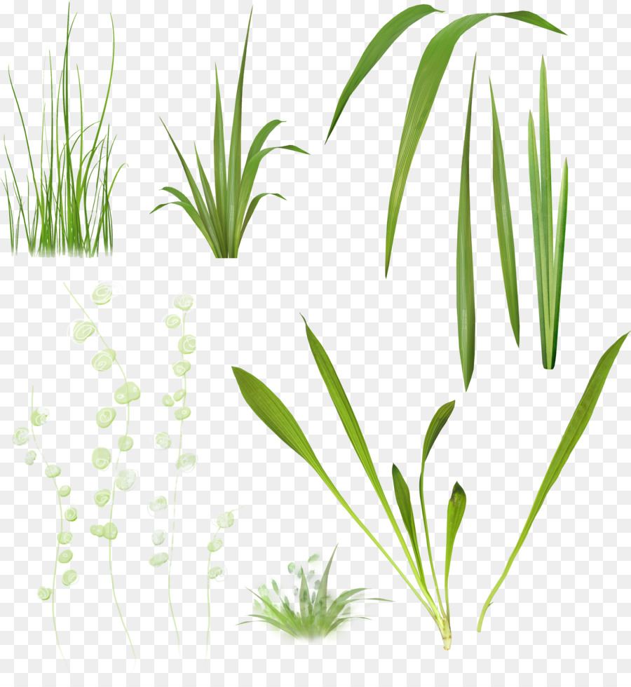 Plantas，Grama PNG