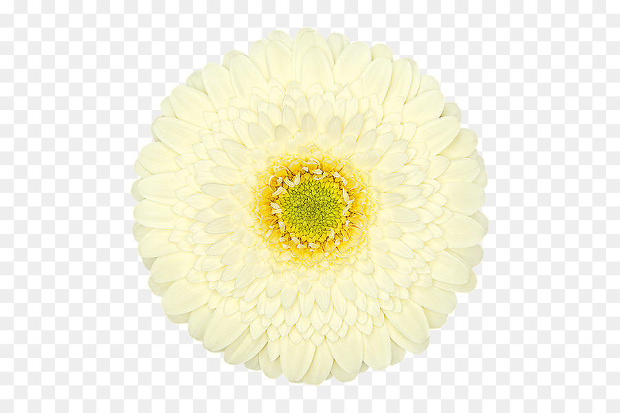 Transvaal Daisy，Crisântemo PNG