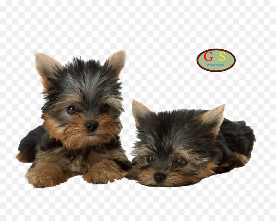 Filhotes De Cachorro Fofos，Cães PNG