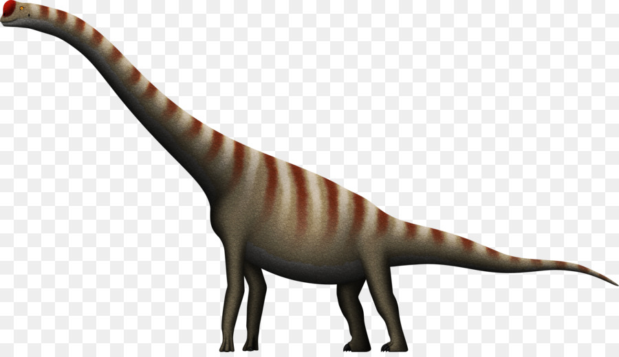 Velociraptor，Rhamphorhynchus PNG