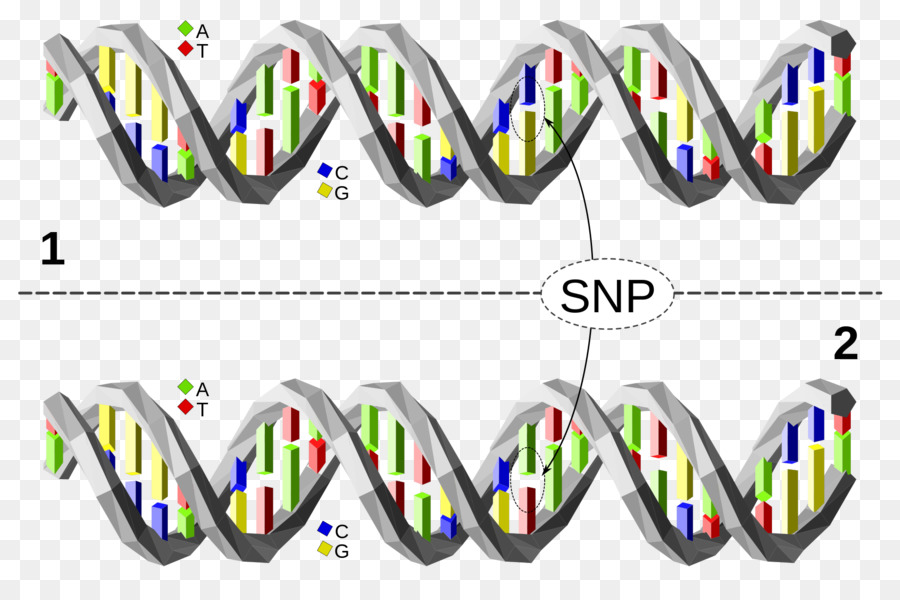 Singlenucleotide Polimorfismo，Dna PNG