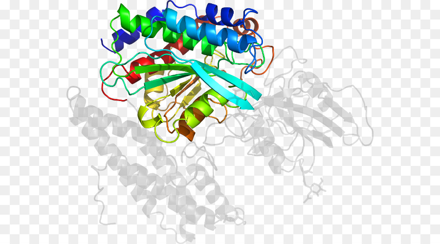 Estrutura Proteica，Biologia PNG