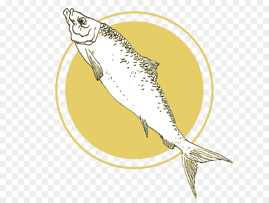 Sardinha，Peixe PNG