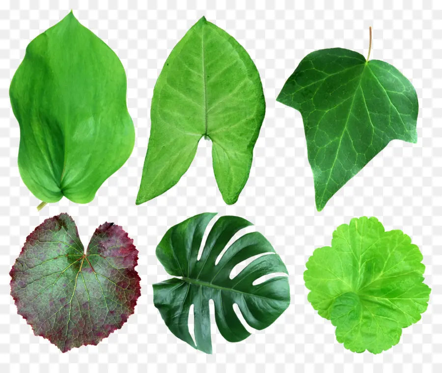 Folhas Verdes，Plantas PNG