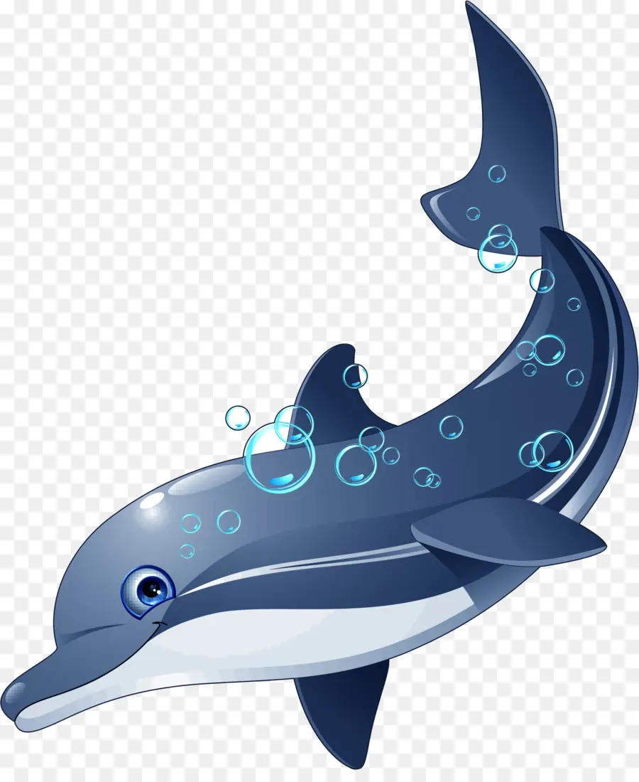 Dolphin，Enigma PNG