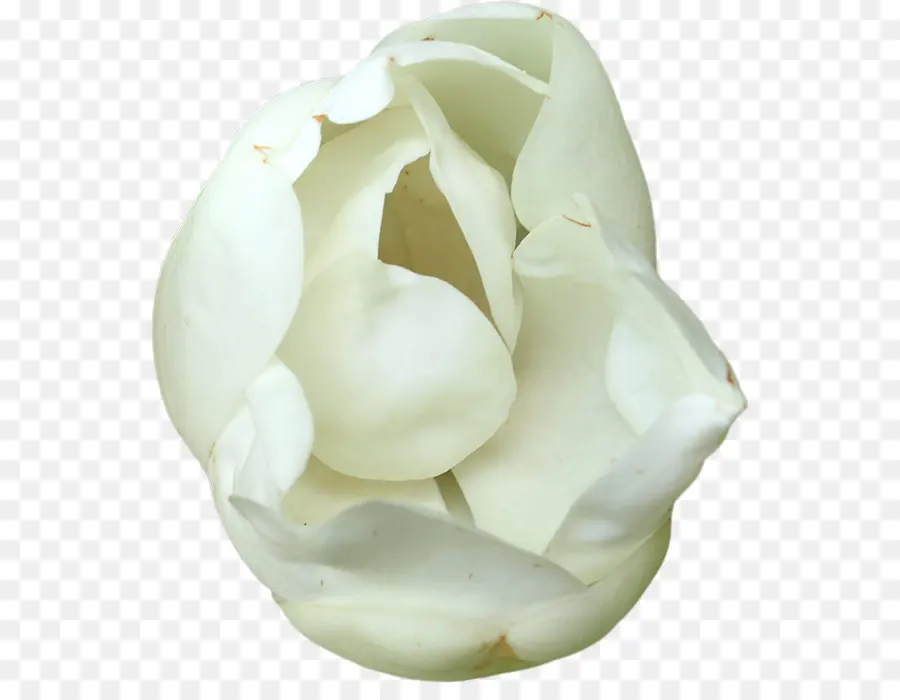 Flor，Branco PNG