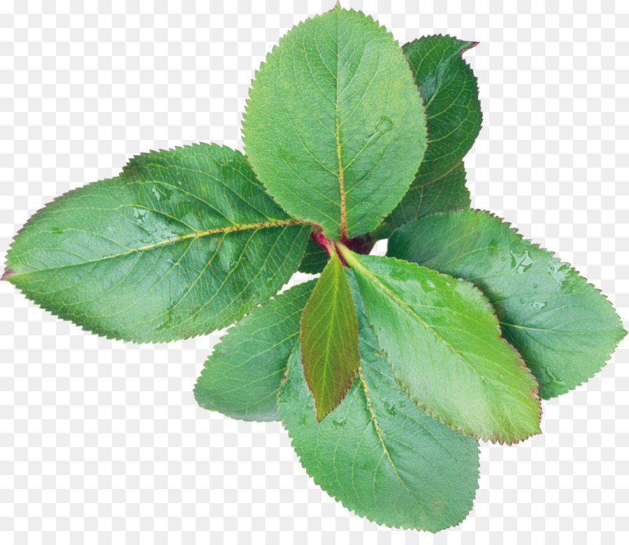 Folhas Verdes，Natureza PNG