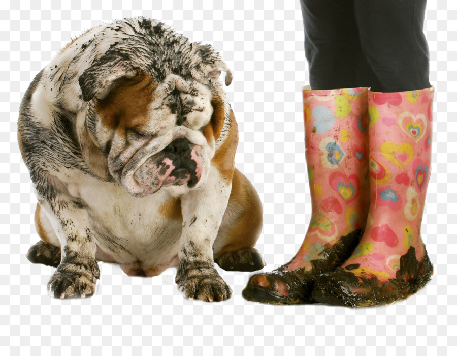 Cachorro Enlameado E Botas，Cachorro PNG