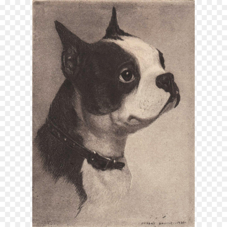 Boston Terrier，Raça Do Cão PNG