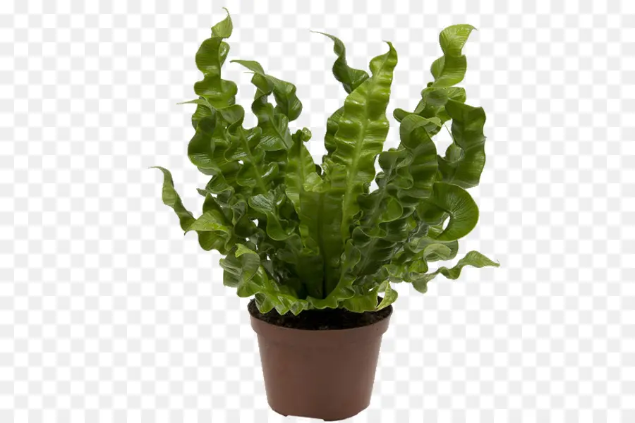 Planta Em Vaso Verde，Vaso PNG