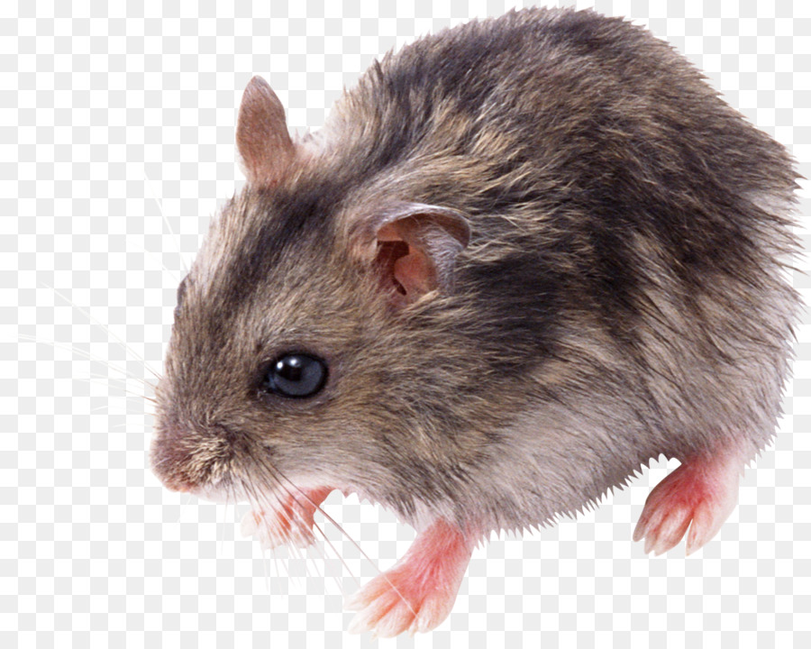 Rato，Roedor PNG