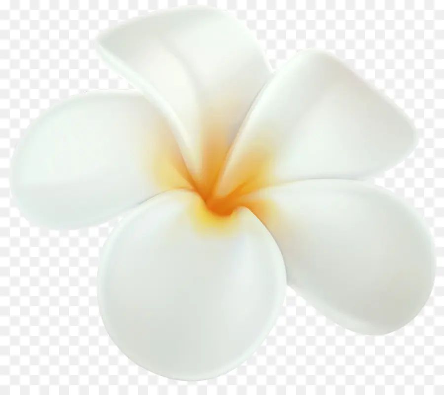 Frangipani，Desenho PNG