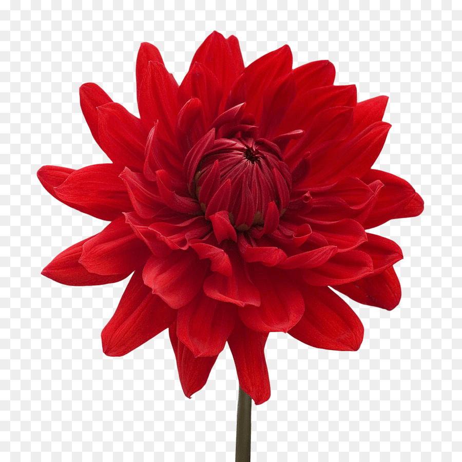 Flor，Vermelho PNG