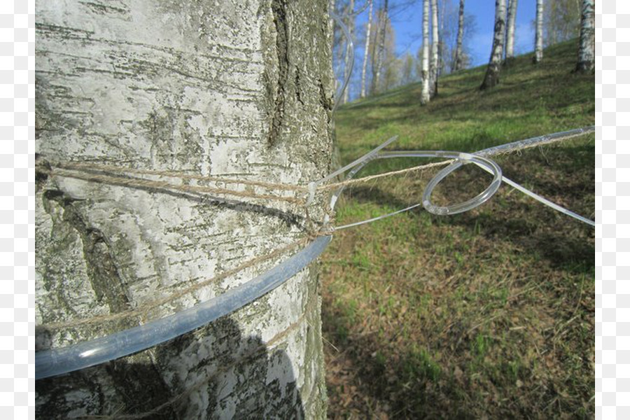 Birch Sap，Finlândia PNG