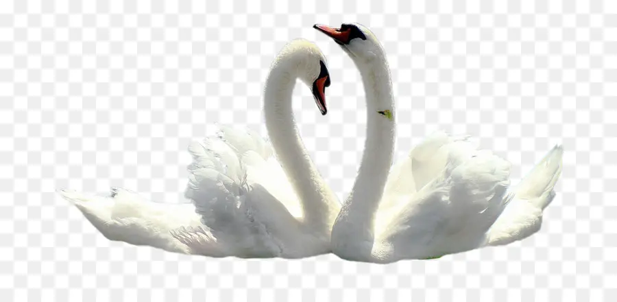 Cisne，Cisne Negro PNG