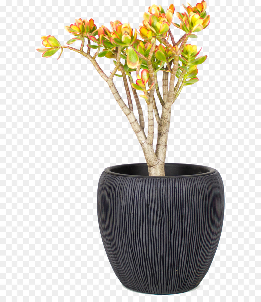 Jade Planta，Planta De Casa PNG