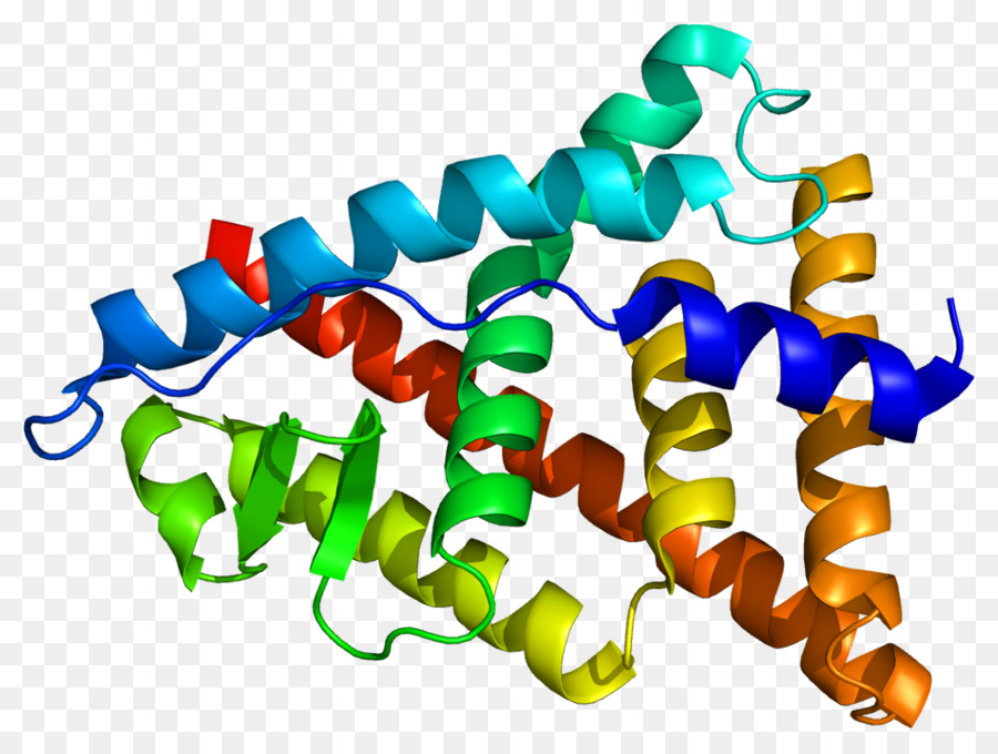 Estrutura Proteica，Biologia PNG