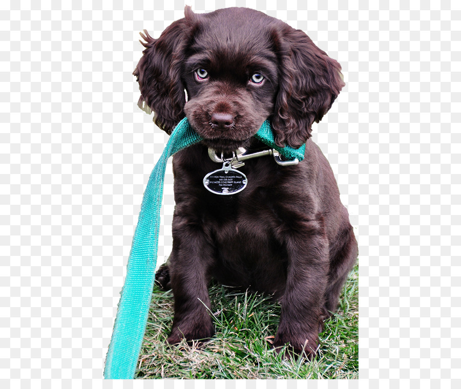 Campo Spaniel，Boykin Spaniel PNG