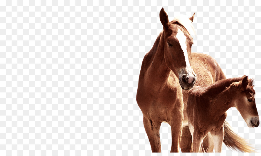 Cavalo，Curso PNG