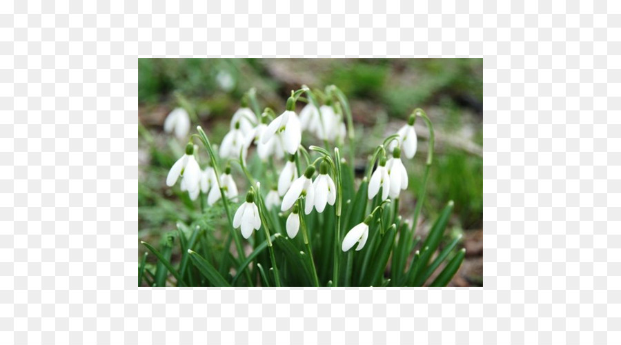 Galanthus Nivalis，Lâmpada PNG