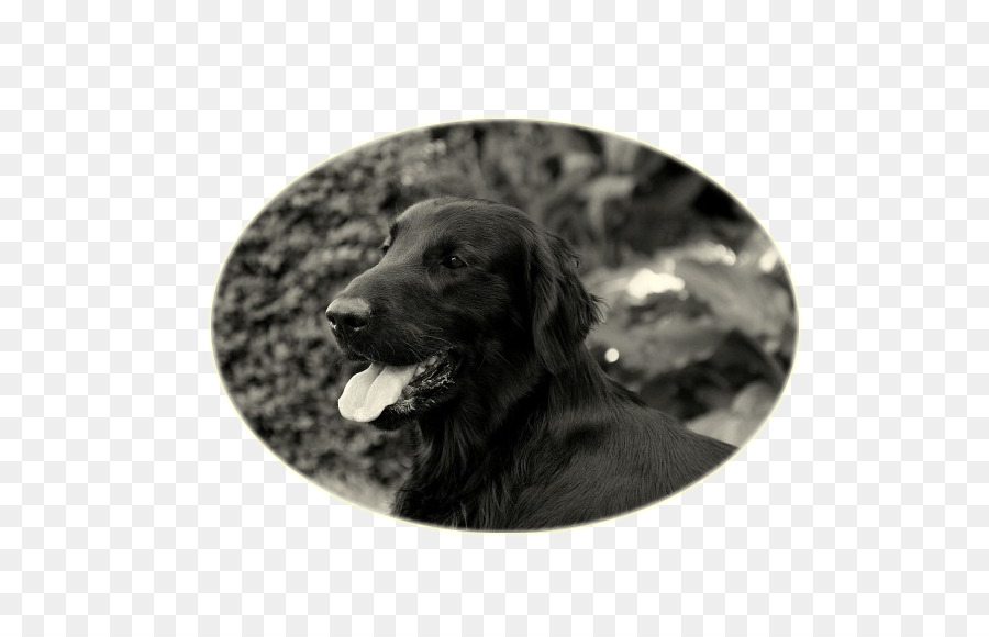 Labrador Retriever，Flatcoated Retriever PNG