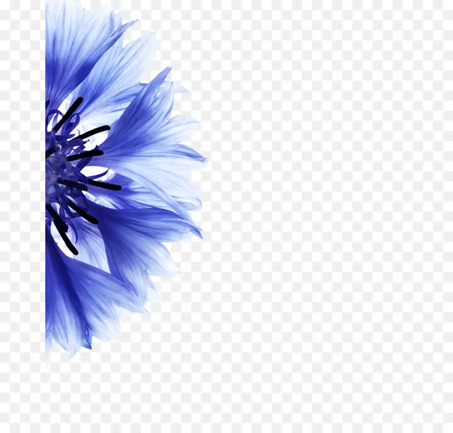 Cornflower，Flor PNG