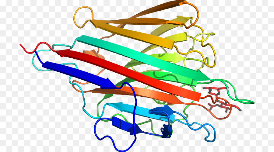 Estrutura Proteica，Biologia PNG