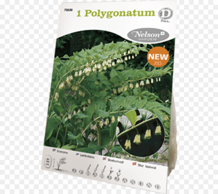 Polygonatum De Polygonum，Arbusto PNG