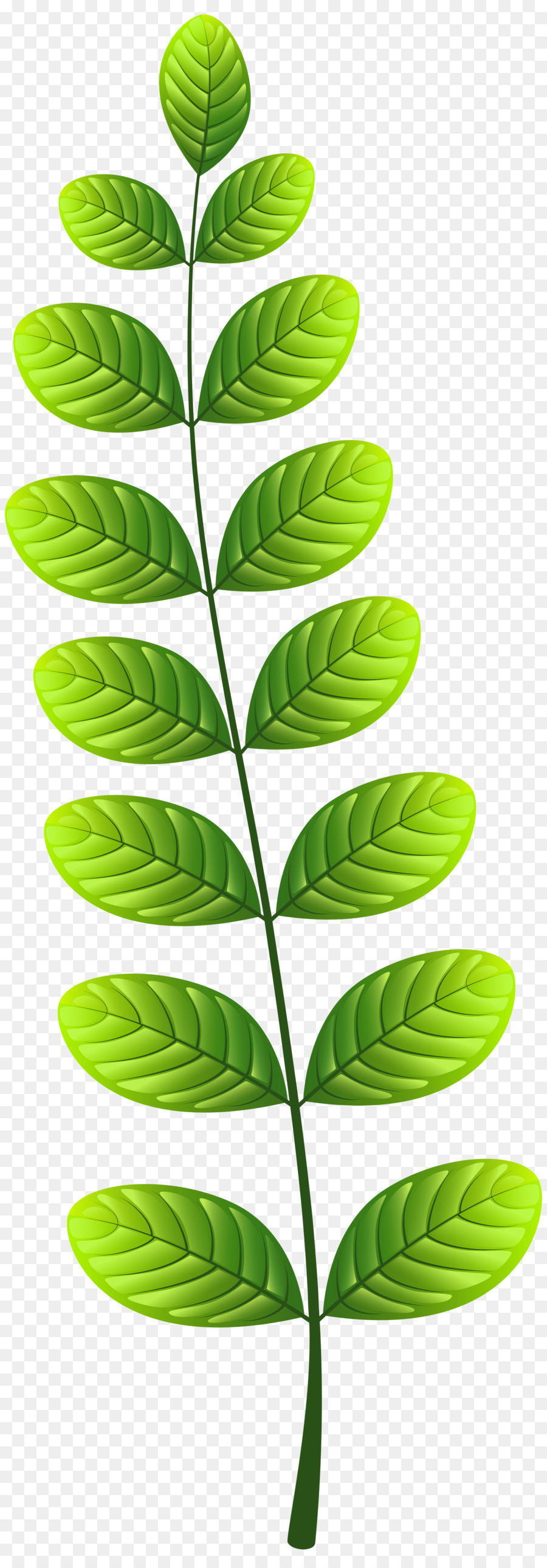 Folhas Verdes，Natureza PNG