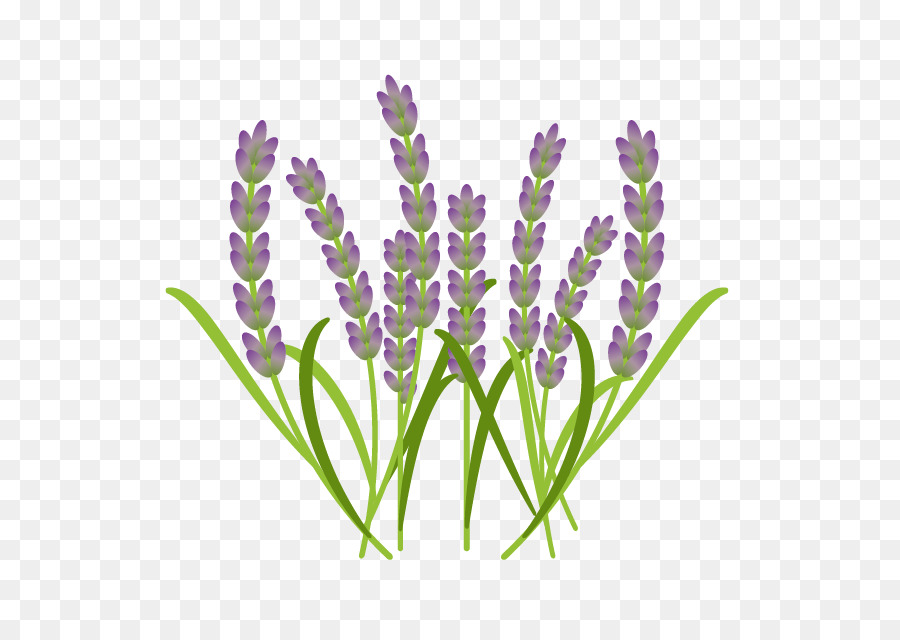 Lavanda，Flor PNG