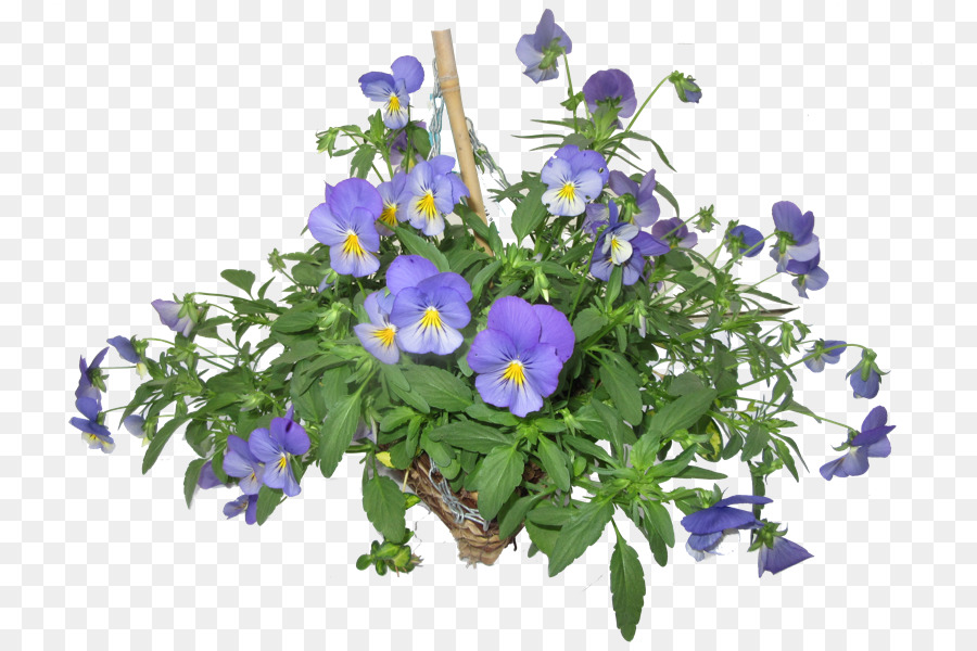 Pansy，Lebre Hatch Sheeplands PNG