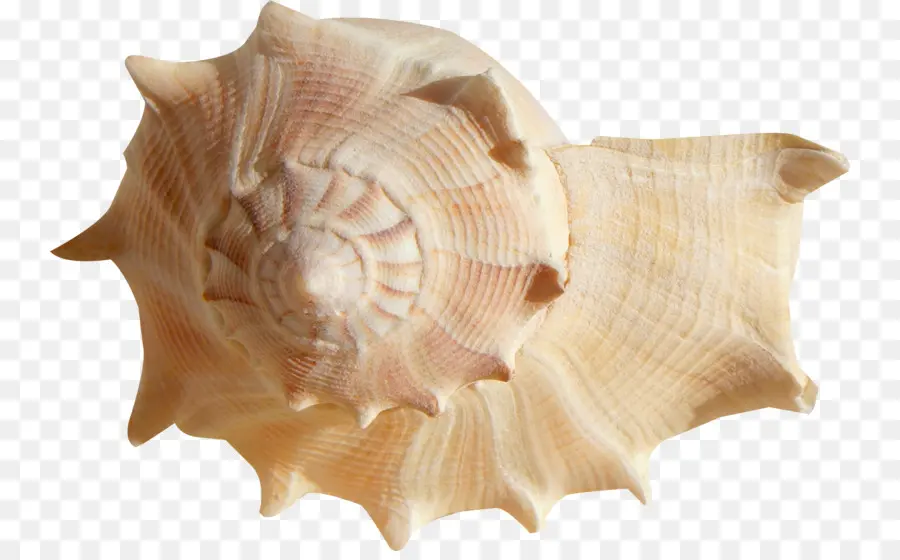 Seashell，Moluscos Shell PNG