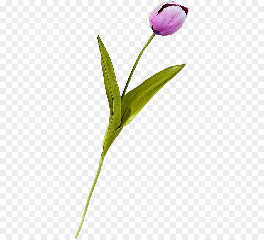 Tulip，Planta De Haste PNG