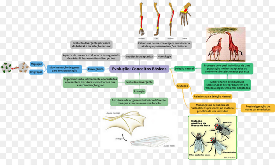 Diagrama De Evolução，Biologia PNG