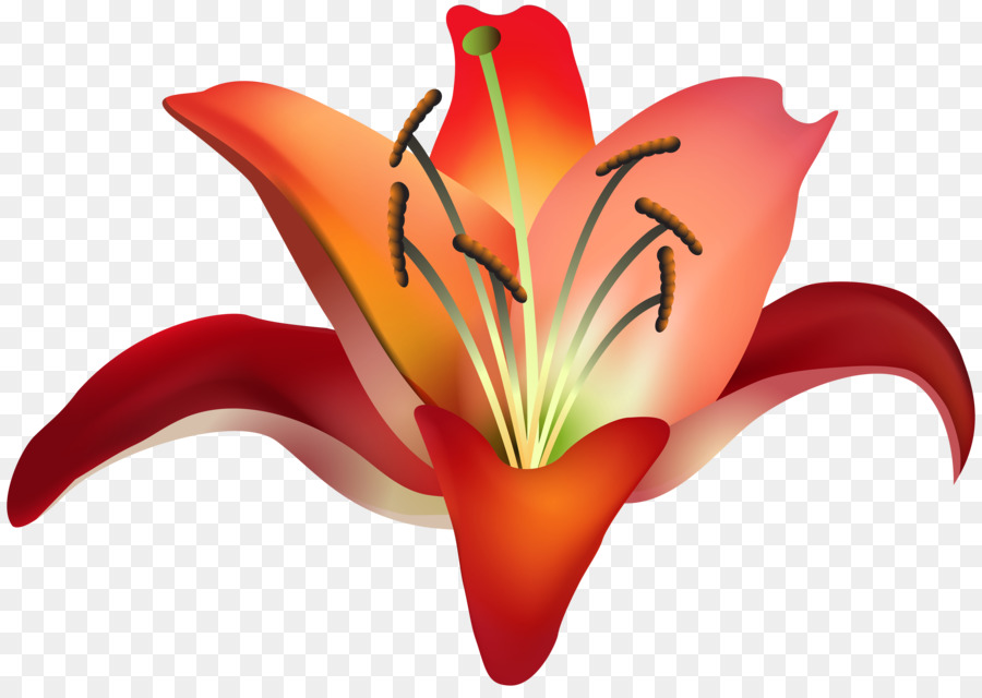 Lilium，Laranja PNG